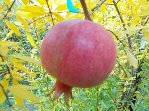 images/stories/virtuemart/product/Purple Heart pomegranate (Custom)